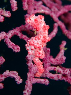 ピグミーシーホース