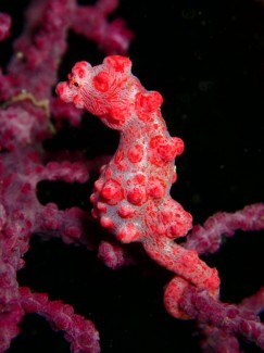 ピグミーシーホース