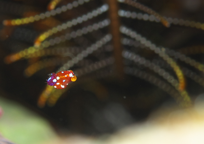 ヒメオオミアミ