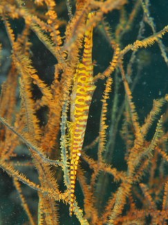 ゴルゴニアンシュリンプ