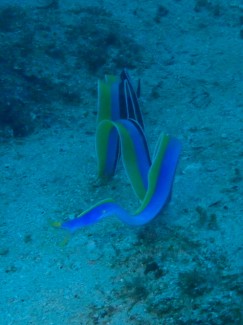 ハナヒゲウツボ