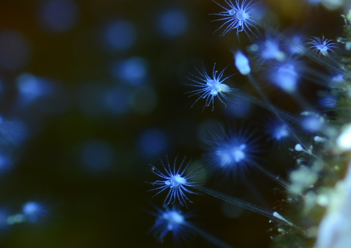 キャンドルナイトウミヒドラ