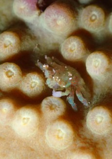 アシビロサンゴヤドリガニ