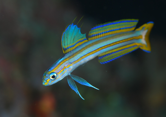 スジクロユリハゼ