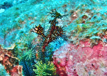 ニシキフウライウオ