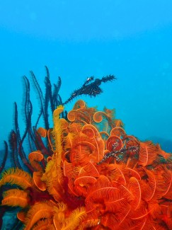 ニシキフウライウオ