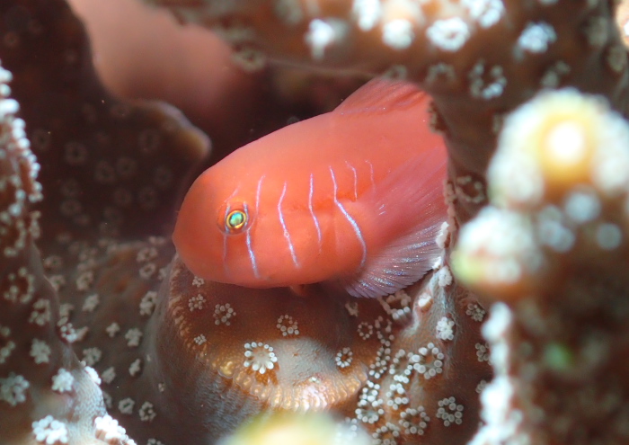 フタイロサンゴハゼ