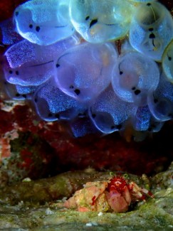 ベニホンヤドカリ