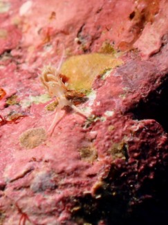 ハクセンミノウミウシSP