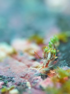 マゼンタミノウミウシ