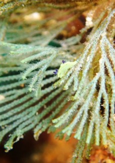 コミドリリュウグウウミウシ