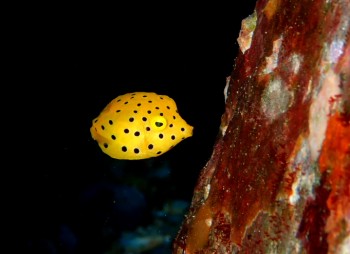 ミナミハコフグ