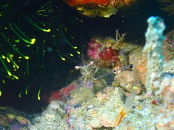 フシウデサンゴモエビ