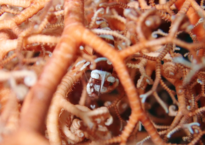 テヅルモヅルエビ