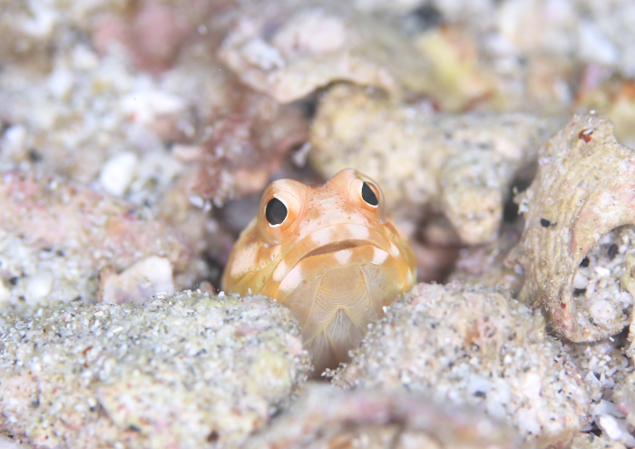 ジョーフィッシュ