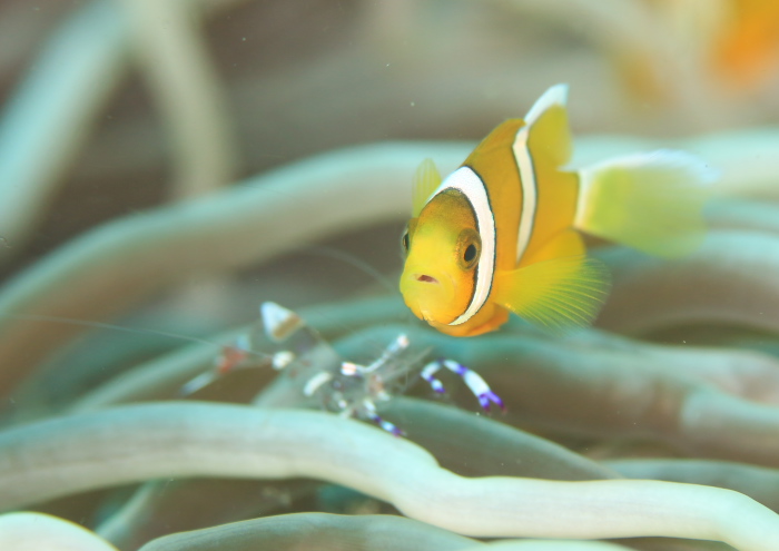 クマノミとアカホシカクレエビ