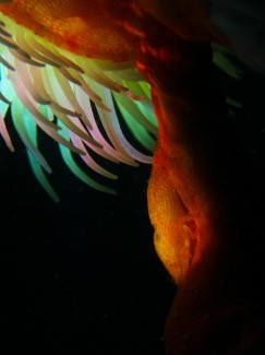 アヤトリカクレエビ