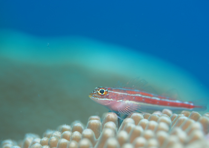 タテジマヘビギンポ