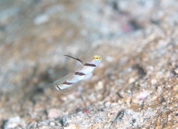 ヒレナガネジリンボウ