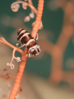 テヅロモヅルエビ