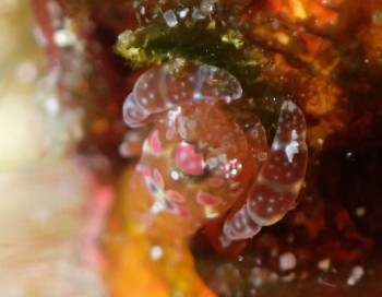 ホヤカクレエビ