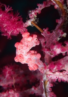 ピグミーシーホース