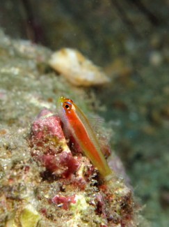 ヒメニラミベニハゼ