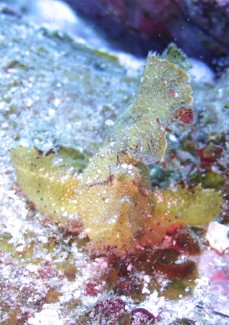 ハダカハオコゼ