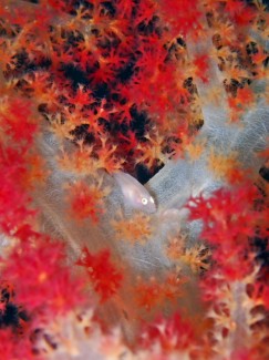 スケロクウミタケハゼ