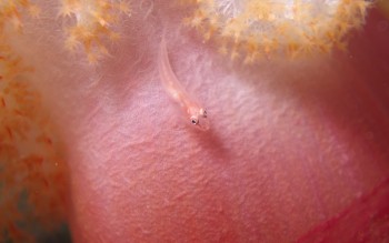 スケロクウミタケハゼ