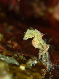 ジャパニーズピグミーシーホース1