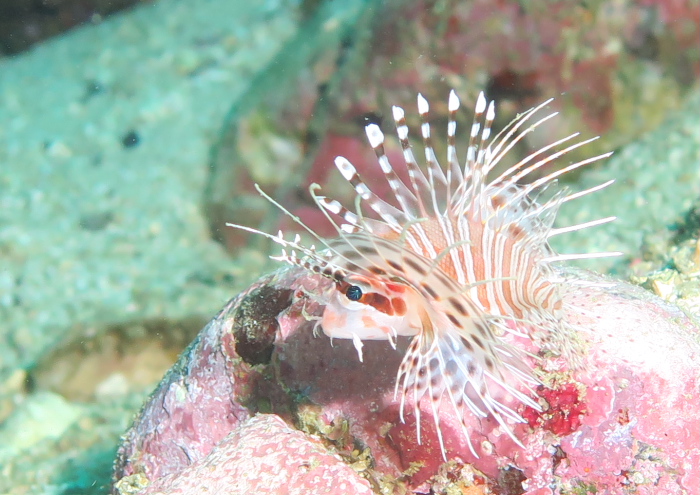 ネッタイミノカサゴ