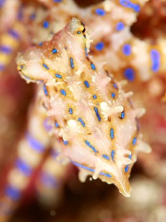 ヒョウモンダコ