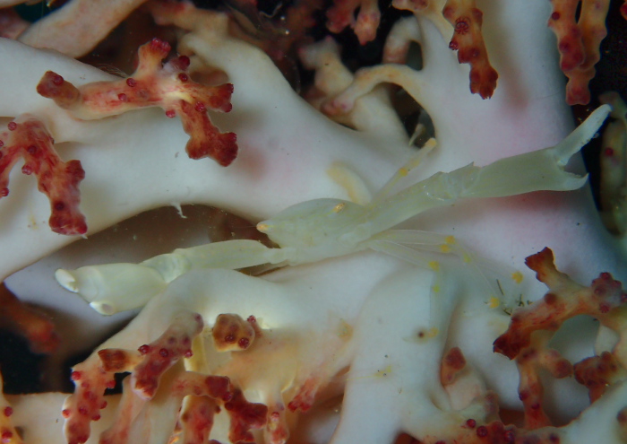 アシボソベニサンゴガニ