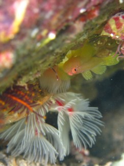 イレズミハゼ族の一種