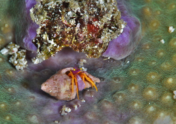 アデヤカゼブラヤドカリ