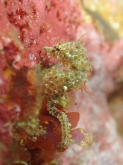 ハチジョウタツ