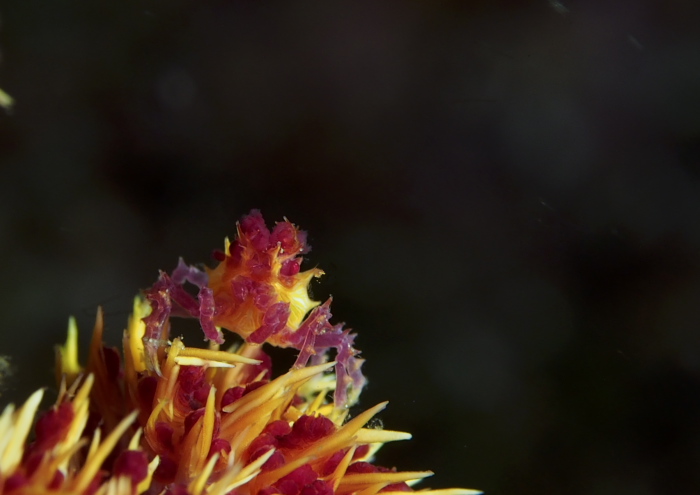 イソコンペイトウガニ