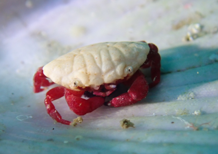 チリメンベニオウギガニ