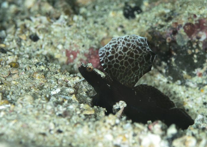 ホタテツノハゼ