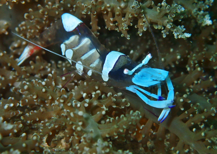 オドリカクレエビ1