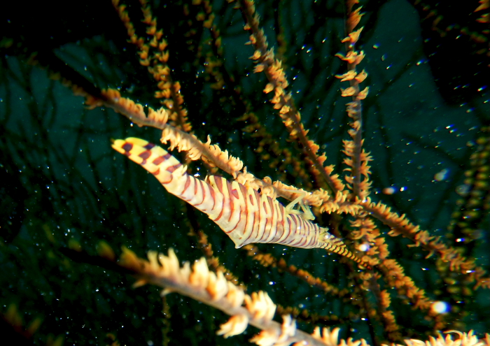 ゴルゴニアンシュリンプ