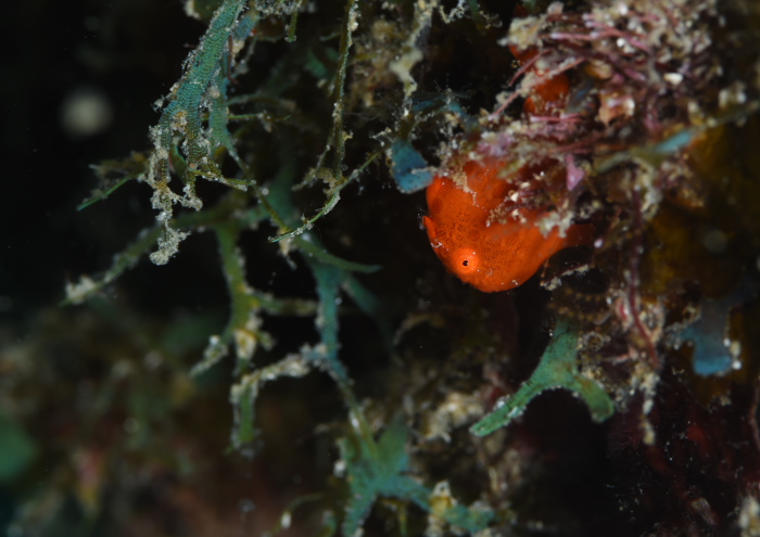 イロカエルアンコウ