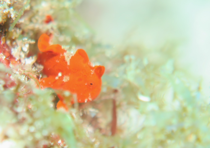 イロカエルアンコウ