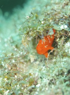 イロカエルアンコウ