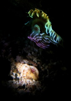 テブクロイトヒキヤドカリ