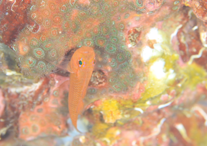 ナガシメベニハゼ