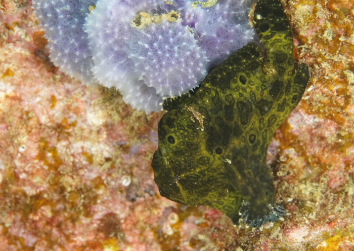 オオモンカエルアンコウ