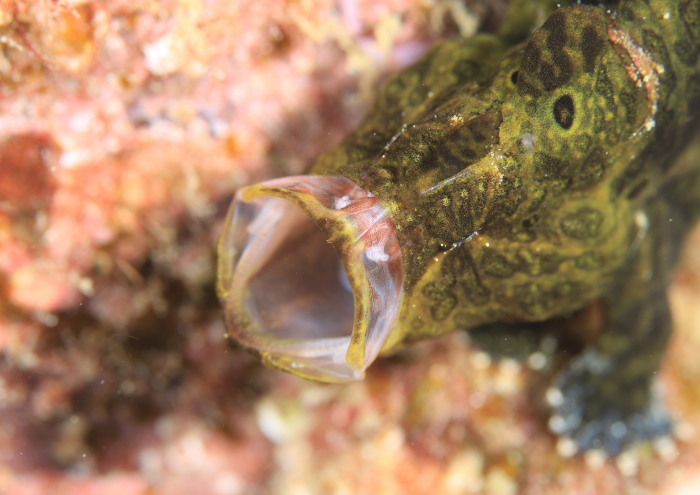 オオモンカエルアンコウ