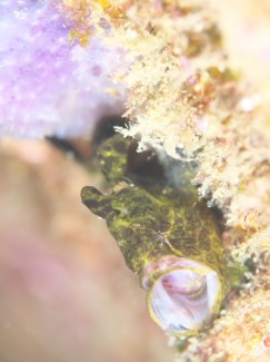 カエルアンコウ